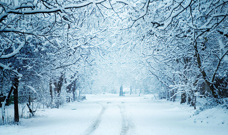 snow falling on woodland path